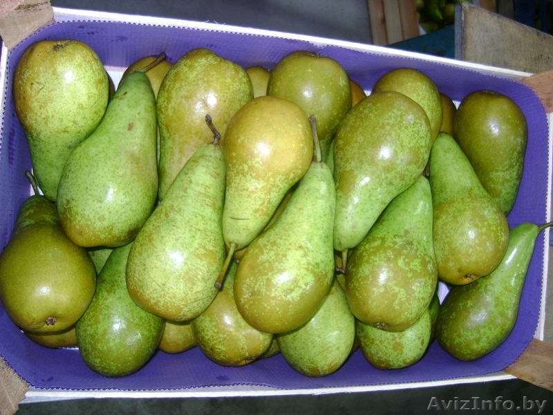 груши Конференция ,  - Изображение #1, Объявление #1363468