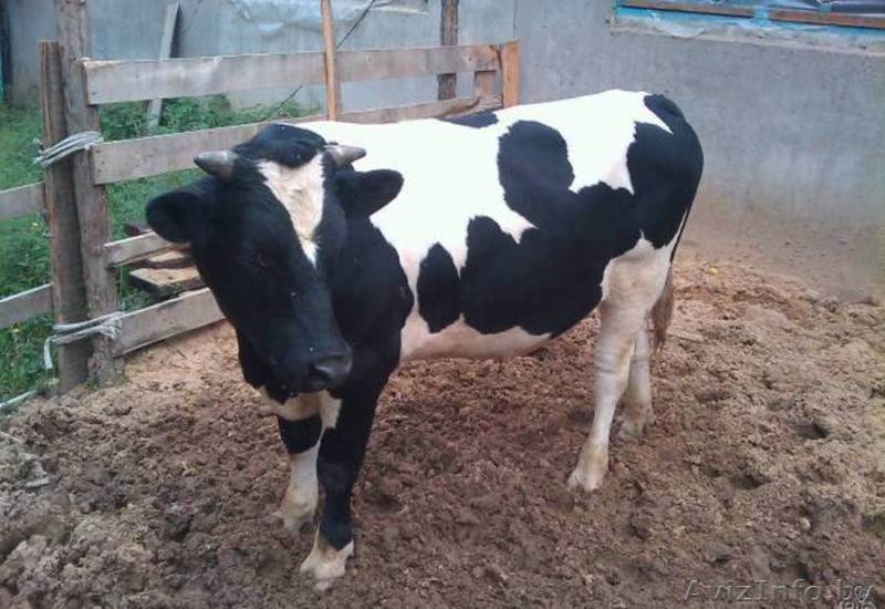 Закупаем Быки 400-500 кг - Изображение #1, Объявление #1439926