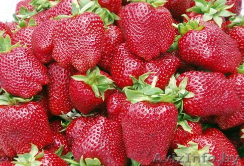 Продам Клубник оптом - Изображение #1, Объявление #1447568