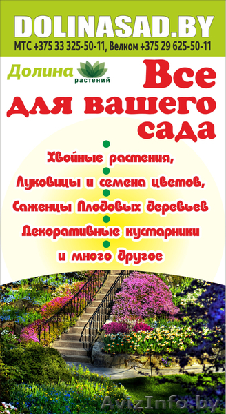 Хвойные и лиственные растения в Бресте из Питомника. Гарантия. - Изображение #1, Объявление #1486398