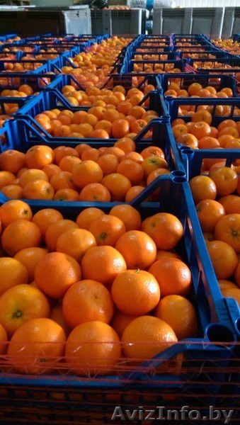 Мандарин клементин - Изображение #1, Объявление #1518840