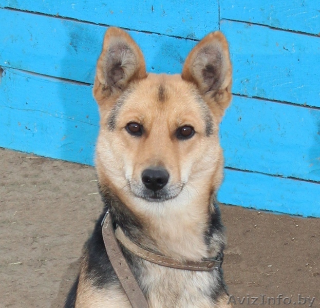 Стерилизованная собачка, 1,5 года - Изображение #1, Объявление #1521332