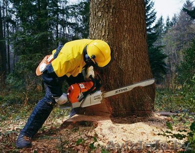 Курсы переподготовки "Вальщик леса" - Изображение #1, Объявление #1534121