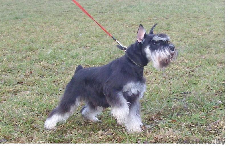 цвергшнауц - Изображение #1, Объявление #1499578