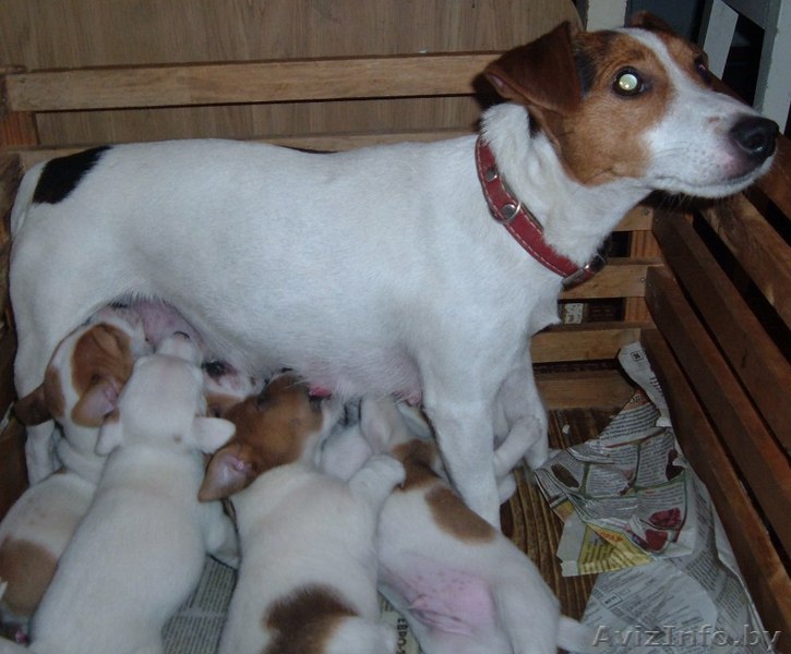 джек рассел терьер в бресте - Изображение #1, Объявление #1330694