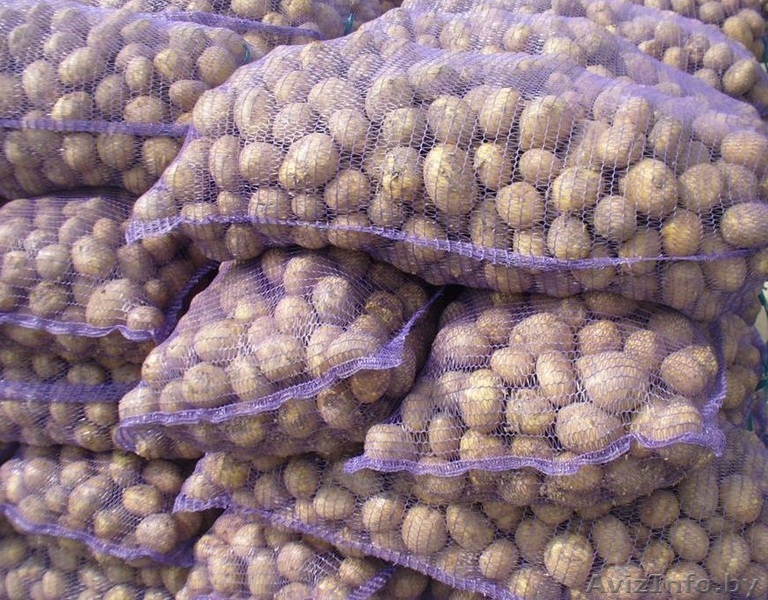 Картофель оптом и в розницу (с доставкой из Барановичей) - Изображение #1, Объявление #1550285