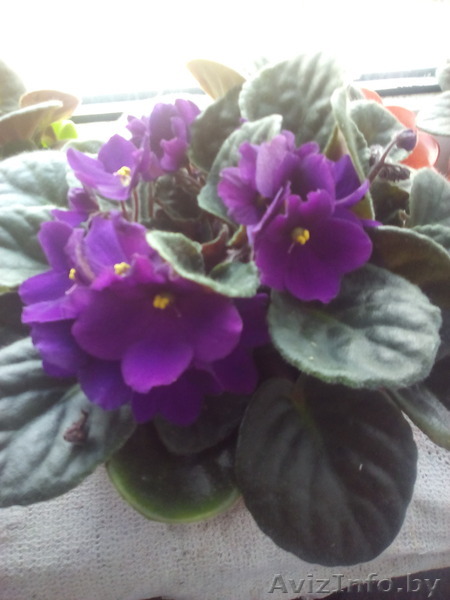 Фиалочка и декоративный перчик.Восток-5,Орловская,61 - Изображение #1, Объявление #1570469