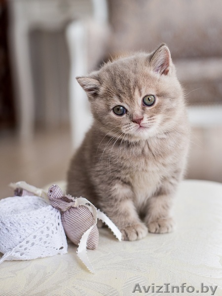 Предлагается британский котенок - Изображение #1, Объявление #1563282