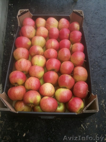 Яблоки оптом напрямую от производителя 65  - Изображение #1, Объявление #1595734