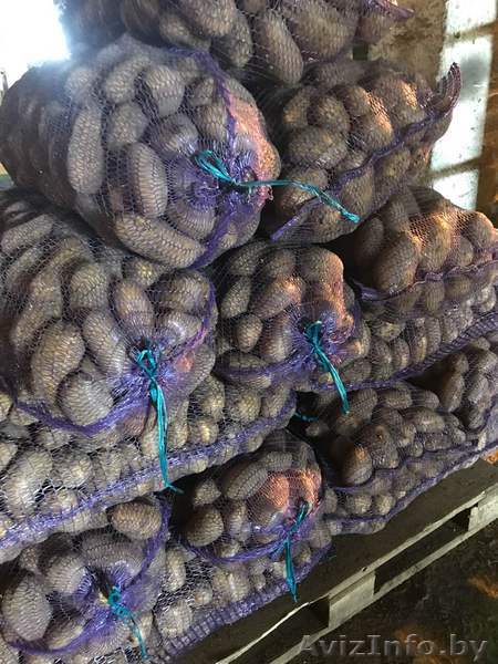 Картофель оптом напрямую из КФХ 5  - Изображение #1, Объявление #1595735