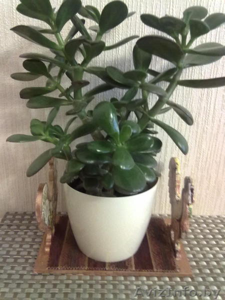 Комнатное растение Толстянка - Изображение #1, Объявление #1605283