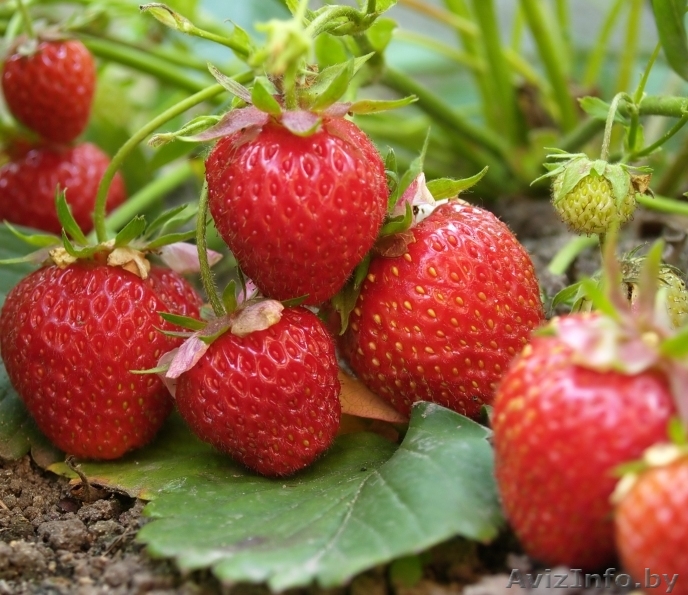 Клубника - Изображение #1, Объявление #1617837