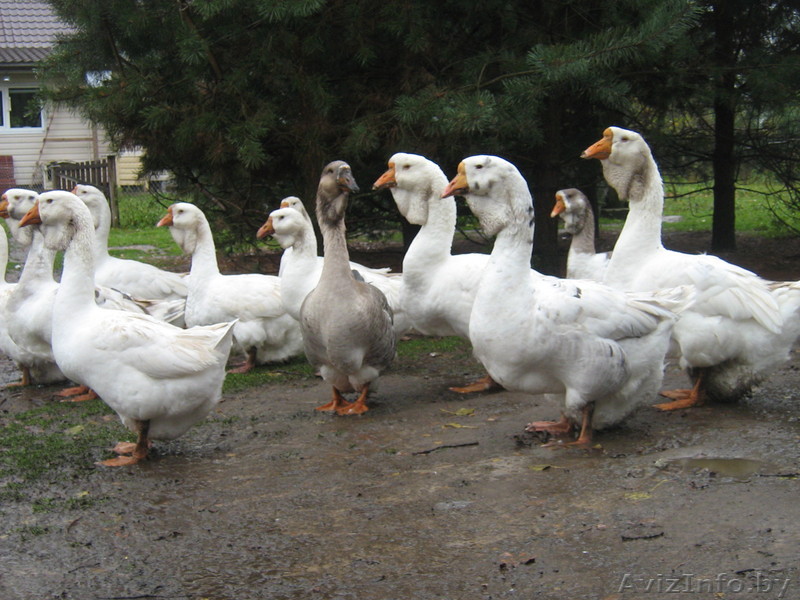 холмогорские гуси - Изображение #1, Объявление #1626408