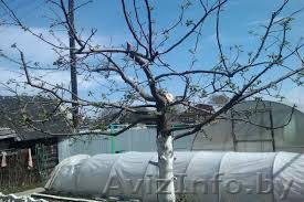 Подрезка,обрез плодовых ветвей,деревьев - Изображение #1, Объявление #1627364