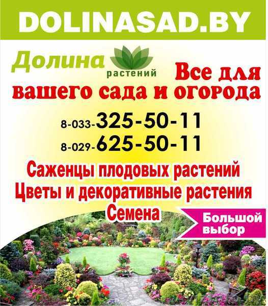 Голландские луковицы. Декор-ные растения,саженцы опт и в розницу.Брест - Изображение #1, Объявление #1615703