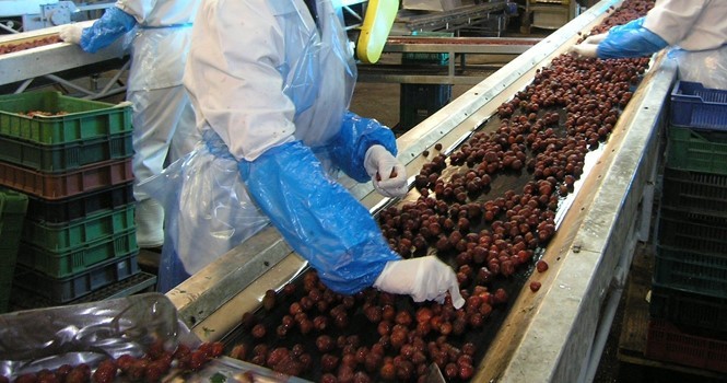 Известное в Польше предприятие Dawtona предлагает работу - Изображение #1, Объявление #1739163