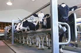 Требуется работник на ферму с коровами для работы в Польше - Изображение #1, Объявление #1742157