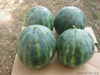 АРБУЗ, ДЫНЯ лучшие сорта, без посредников, низкие цены - Изображение #2, Объявление #70297
