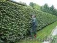 Бирючина                  - Изображение #1, Объявление #99706