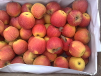 Продаем яблоко из Польши - Изображение #1, Объявление #176722