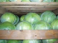 Овощи и фрукты из Европы - Изображение #2, Объявление #161207