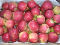 Продаем яблоко из Польши - Изображение #6, Объявление #176722