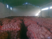 Овощи и фрукты из Европы - Изображение #3, Объявление #161207