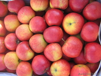 Продаем яблоко из Польши - Изображение #5, Объявление #176722