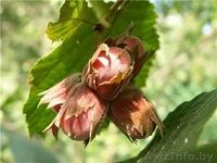 Саженцы фундука продажа - Изображение #1, Объявление #203192