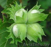 Саженцы фундука продажа - Изображение #2, Объявление #203192