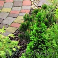 Центр ландшафтной архитектуры, ООО -WWW.GRINCITI.BY - Изображение #5, Объявление #255484