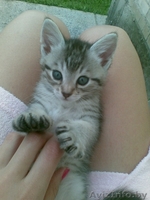 Красивые котята в дар.Срочно. - Изображение #1, Объявление #317469