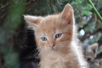 Отдам в добрые руки котят (1 месяц) - Изображение #4, Объявление #376050