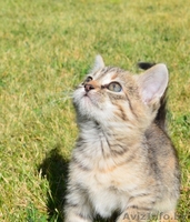 Отдам в добрые руки котят (1 месяц) - Изображение #5, Объявление #376050