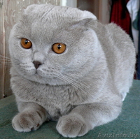 котята британцы и скотиш-фолд - Изображение #1, Объявление #416290
