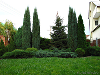 ОЗЕЛЕНЕНИЕ УЧАСТКА, ЛАНДШАФТНЫЙ ДИЗАЙН  - Изображение #2, Объявление #218417