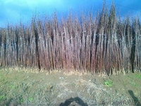 фруктовые деревья и виноградна лоза - Изображение #7, Объявление #531050