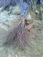 фруктовые деревья и виноградна лоза - Изображение #3, Объявление #531050