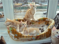 Котята (коты) европейской короткошерстной редкого окраса - Изображение #1, Объявление #608997