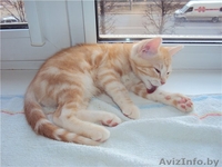 Котята (коты) европейской короткошерстной редкого окраса - Изображение #3, Объявление #608997