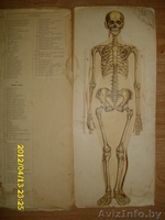 Альбом 1908г.Женщина. - Изображение #4, Объявление #641660