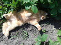 Отдам рыжих котят в добрые руки - Изображение #1, Объявление #678816