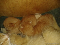 Отдам рыжих котят в добрые руки - Изображение #3, Объявление #678816