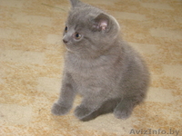 Британские котята 2 мес. - Изображение #3, Объявление #693473