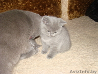 Британские котята 2 мес. - Изображение #2, Объявление #693473