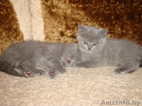 Британские котята 2 мес. - Изображение #4, Объявление #693473