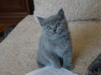 Британские котята 2 мес. - Изображение #5, Объявление #693473