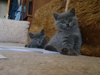 Британские котята 2 мес. - Изображение #1, Объявление #693473