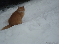 Отдам рыжих котят в добрые руки - Изображение #2, Объявление #678816