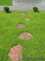 Декоративные саженцы: хвойные и лиственные растения, Брест, «Оазис во дворе» - Изображение #8, Объявление #718901